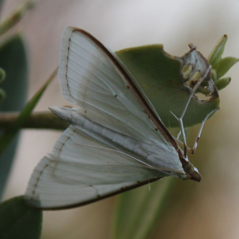 identificazione farfalla